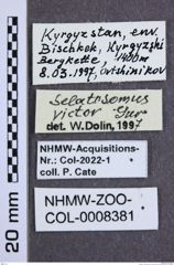 Etiketten zu Selatosomus victor (Gurjeva, 1982) (NHMW-ZOO-COL-0008381)